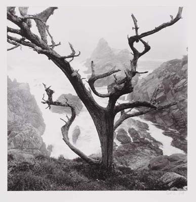 Tree and Rocks, Point Lobos, 1996